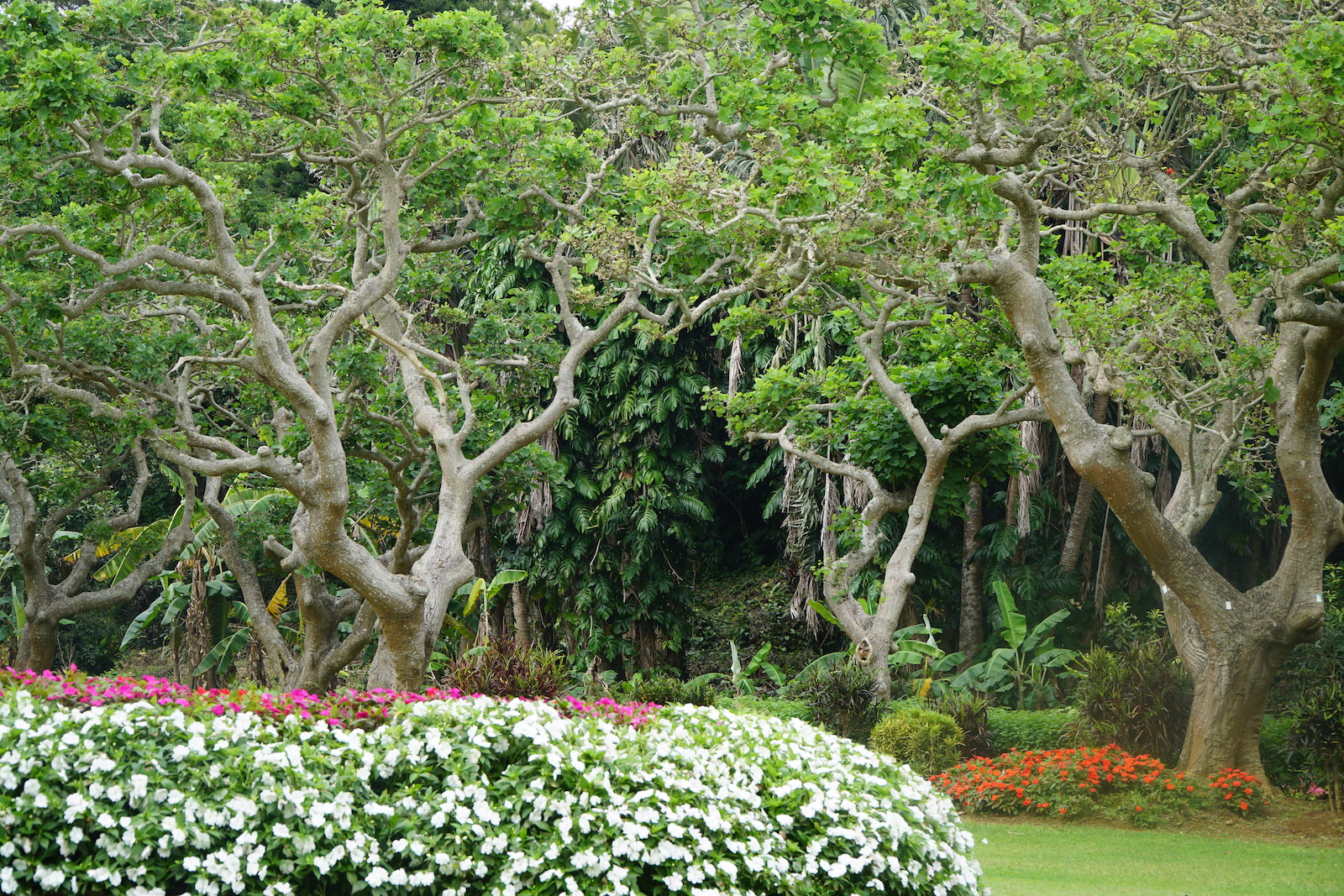 Miyakojima City Botanical Garden - Tourist in Japan