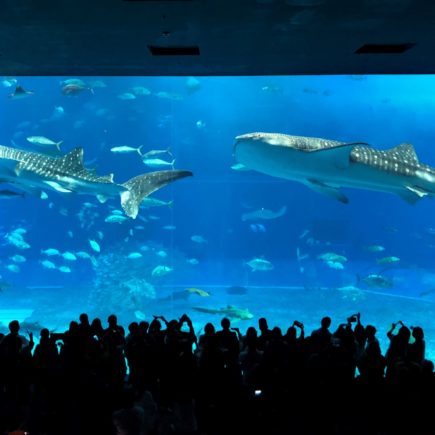 Okinawa Churaumi Aquarium. © touristinjapan.com